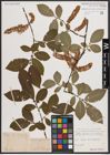 Foto von Salix caprea L. x Salix silesiaca Willd.